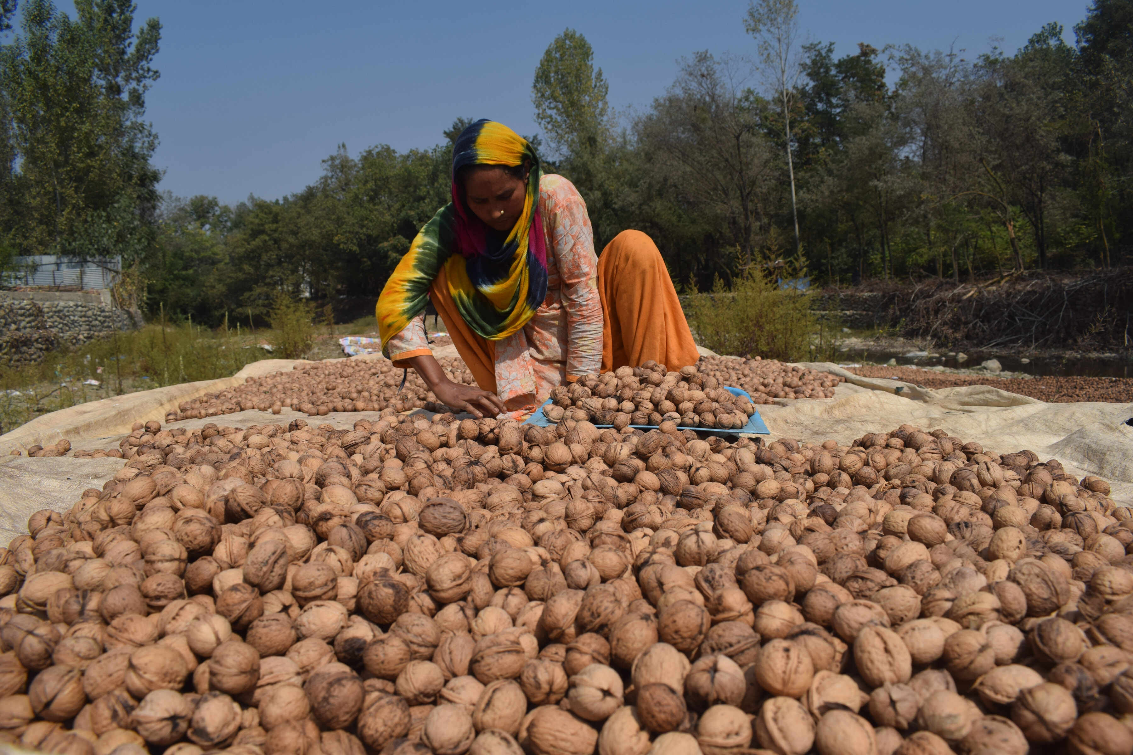 case study on a product walnuts and almonds from kashmir