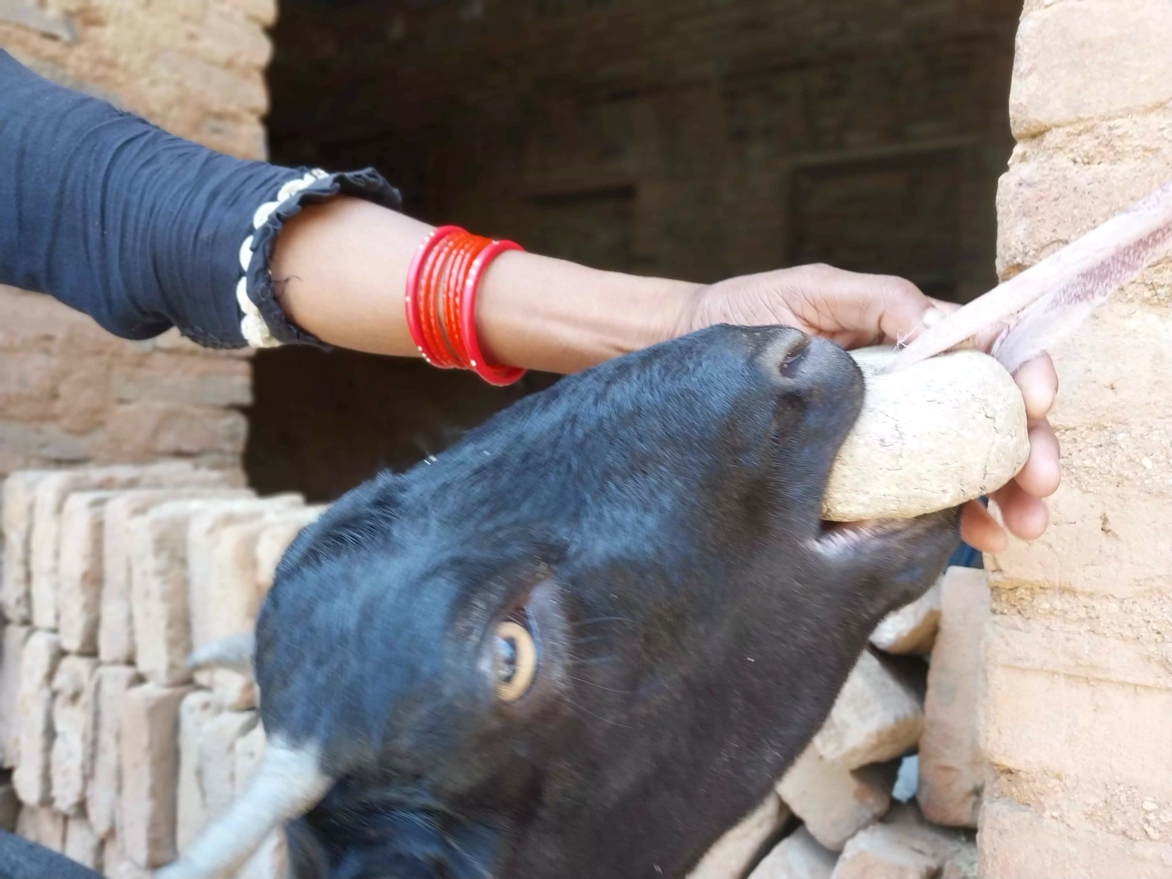 Meet Pashu Sakhis, The Goat’s Best Buddy